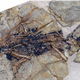 Illustration for article titled Earliest bird was not a bird? New fossil muddles the Archaeopteryx story